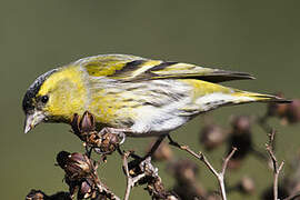 Eurasian Siskin