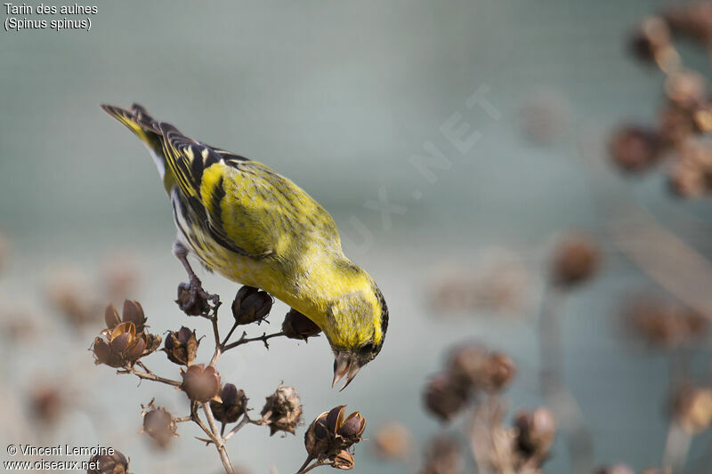 Eurasian Siskin male adult