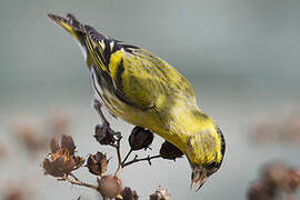 Eurasian Siskin