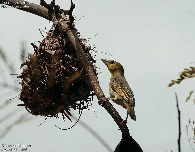 Village Weaver female adult