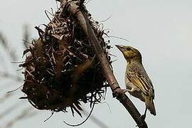 Village Weaver