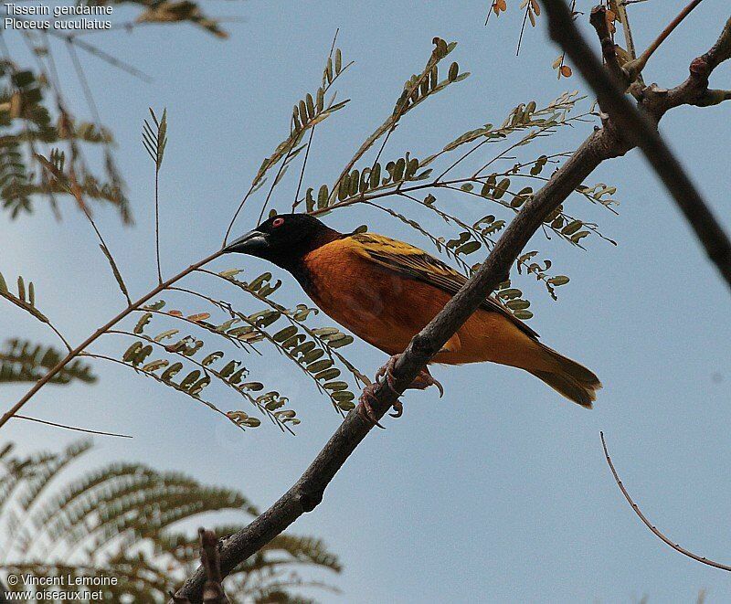 Village Weaver male adult