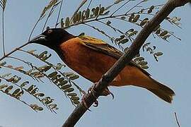 Village Weaver