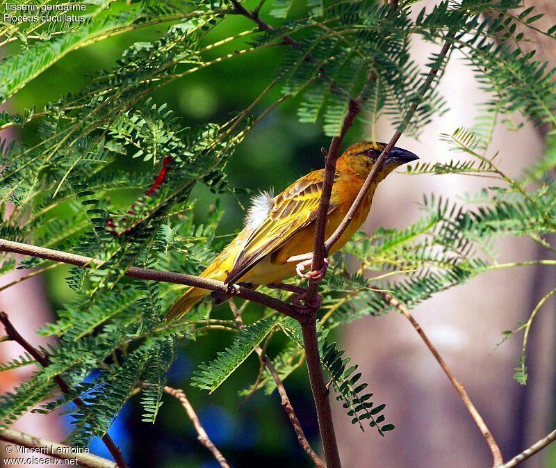 Village Weaver female adult