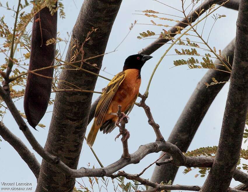 Village Weaver male adult breeding, pigmentation, Behaviour