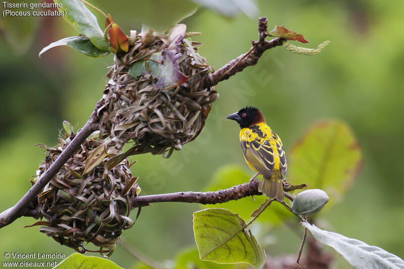 Village Weaver male adult