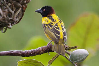 Tisserin gendarme