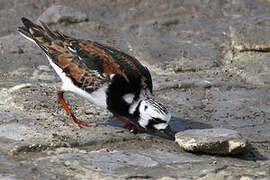 Ruddy Turnstone