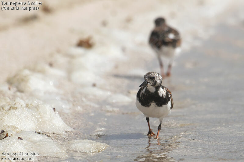 Ruddy Turnstone