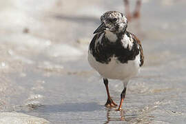 Ruddy Turnstone