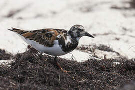 Ruddy Turnstone