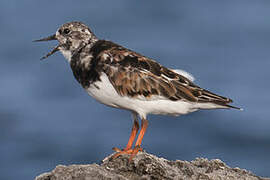 Ruddy Turnstone