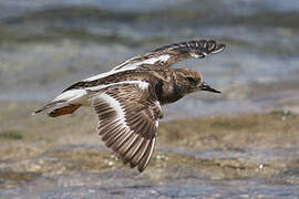 Ruddy Turnstone