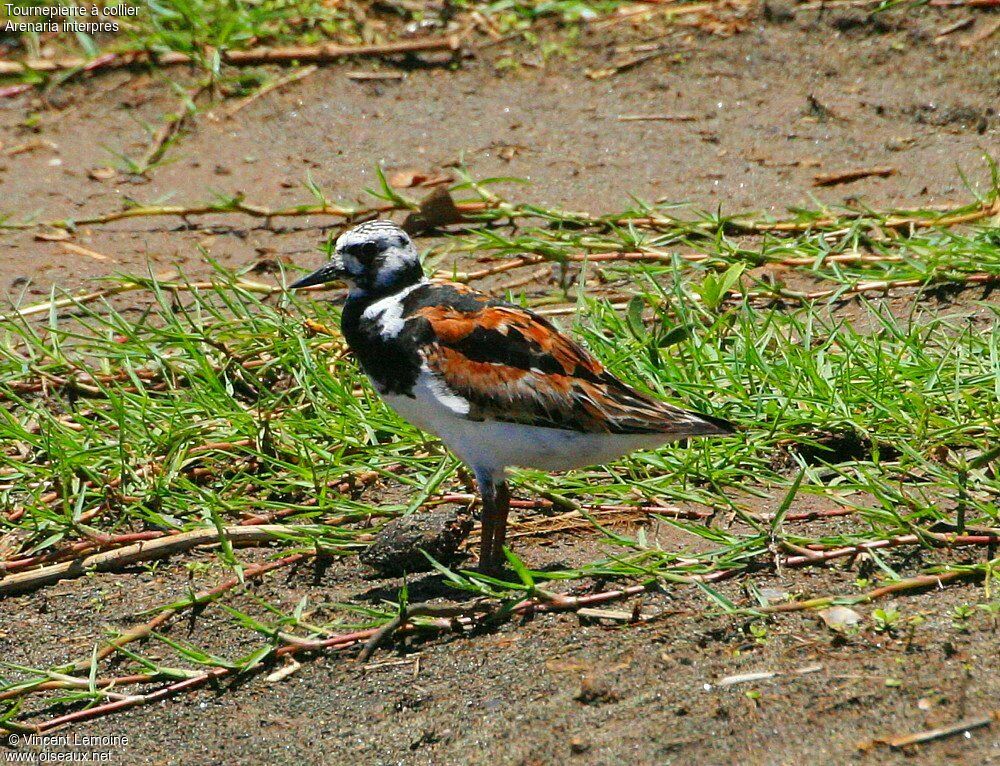 Ruddy Turnstoneadult breeding