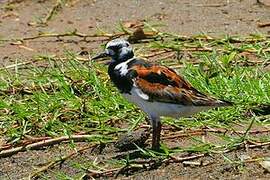 Ruddy Turnstone