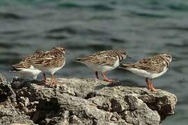 Ruddy Turnstone