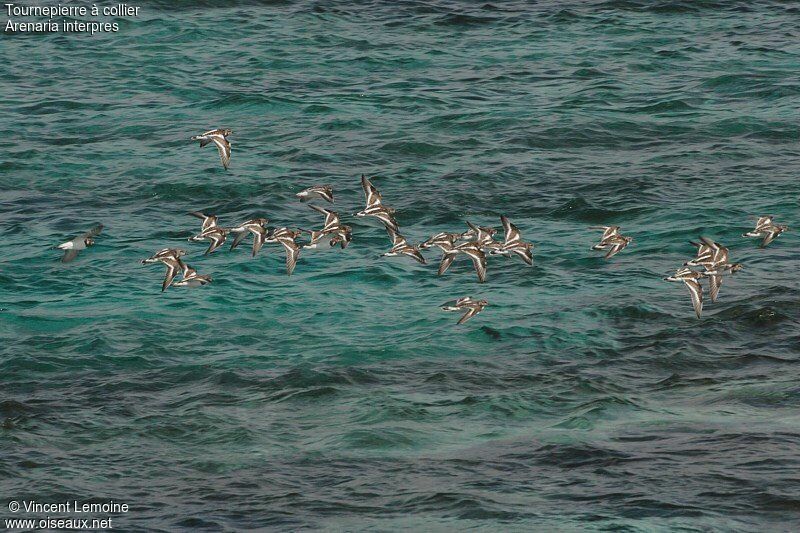 Ruddy Turnstone, Flight