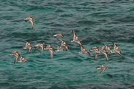 Ruddy Turnstone