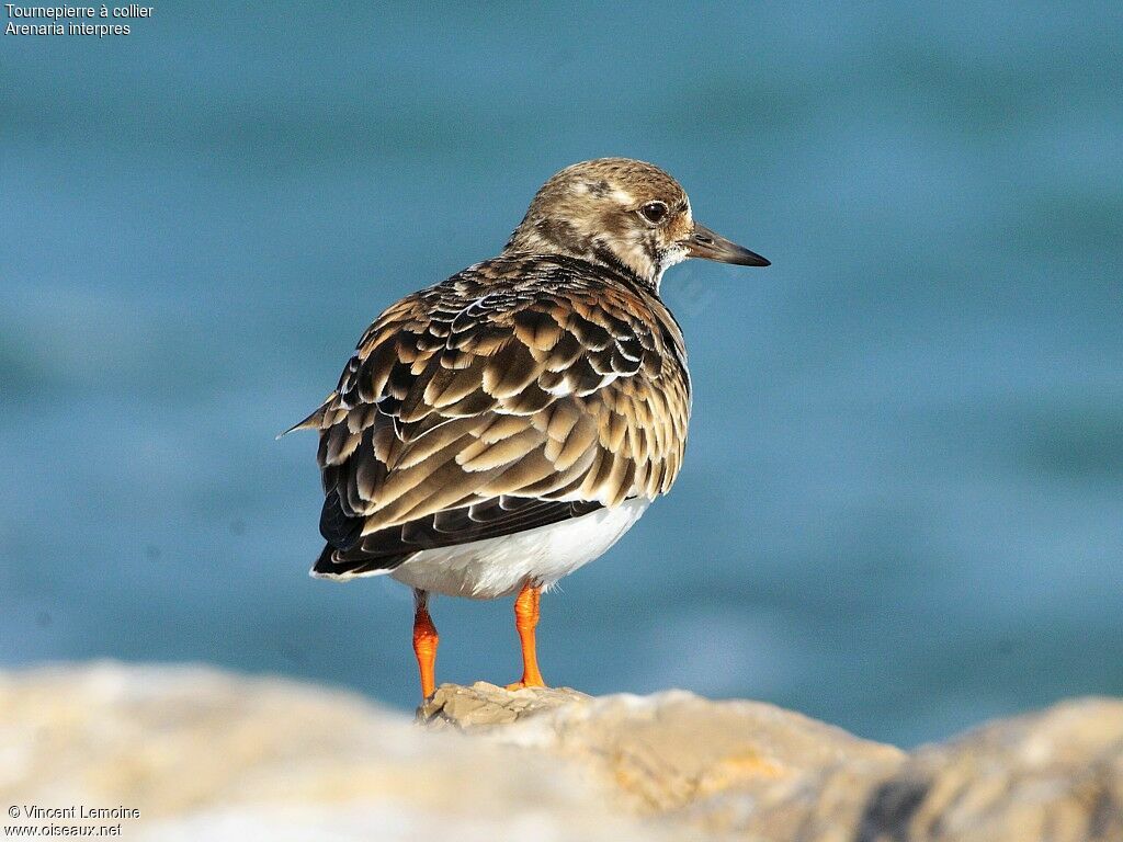 Ruddy Turnstone