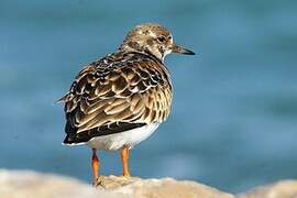 Ruddy Turnstone