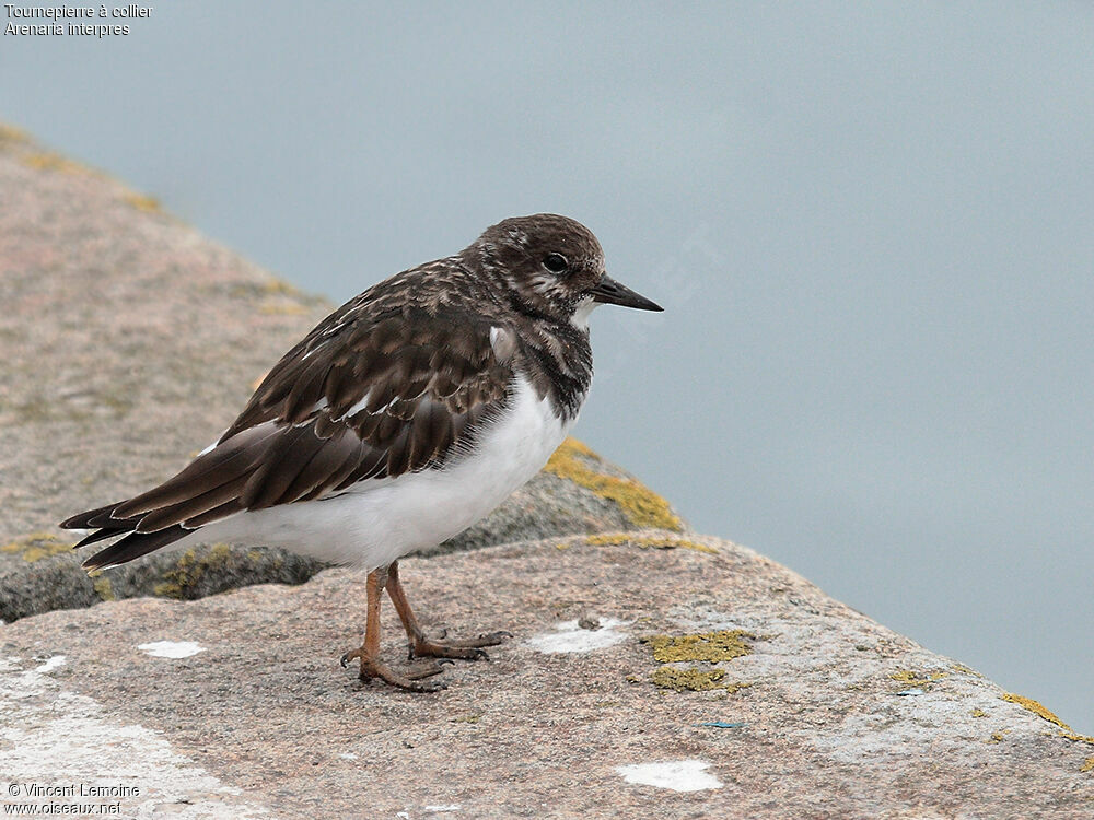 Ruddy Turnstone