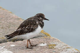 Ruddy Turnstone