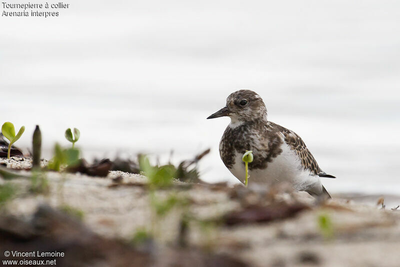 Ruddy Turnstone