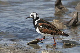 Ruddy Turnstone