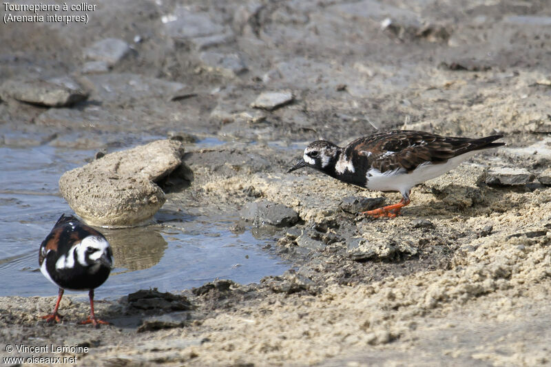 Ruddy Turnstoneadult breeding