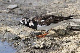 Ruddy Turnstone