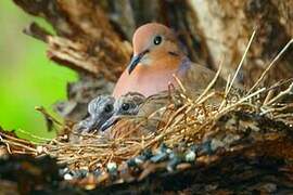 Zenaida Dove