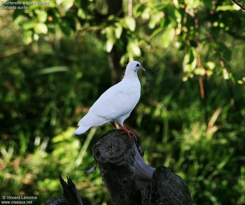 Zenaida Dovejuvenile