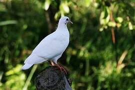 Zenaida Dove