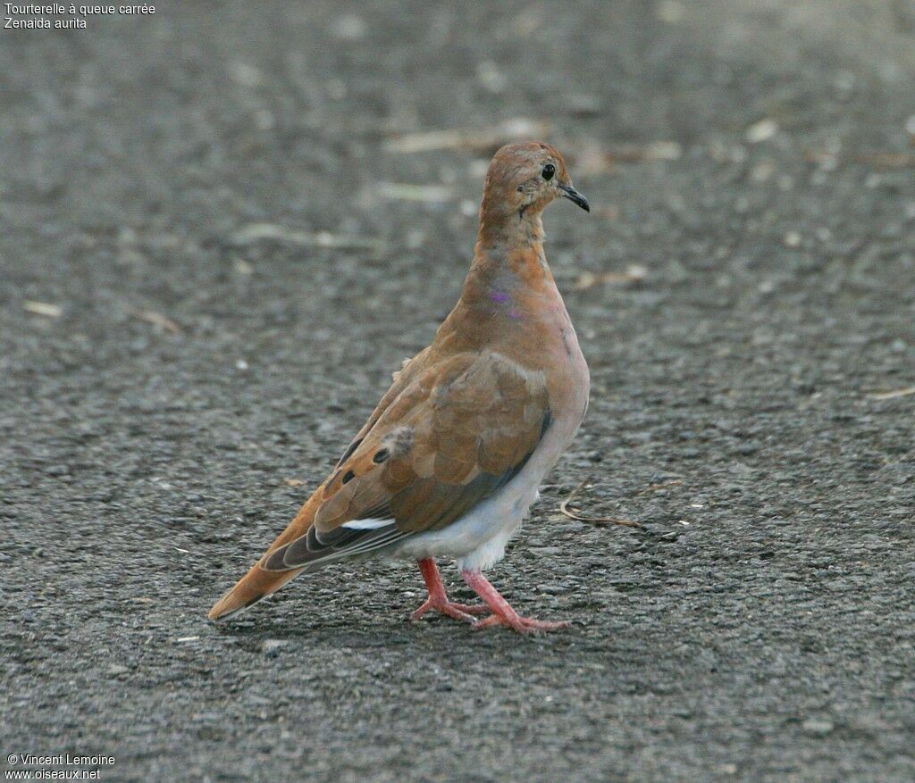 Zenaida Dove