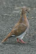 Zenaida Dove