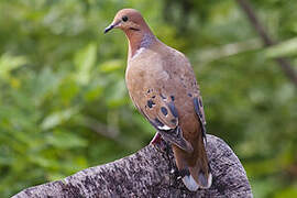 Zenaida Dove