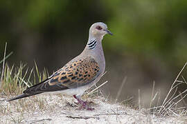 European Turtle Dove