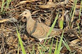 European Turtle Dove