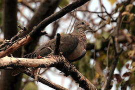 Eared Dove