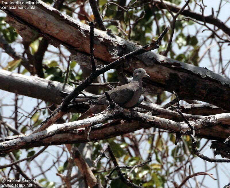 Eared Dove