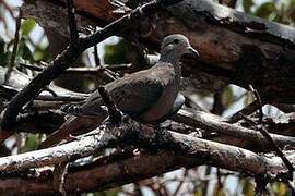 Eared Dove