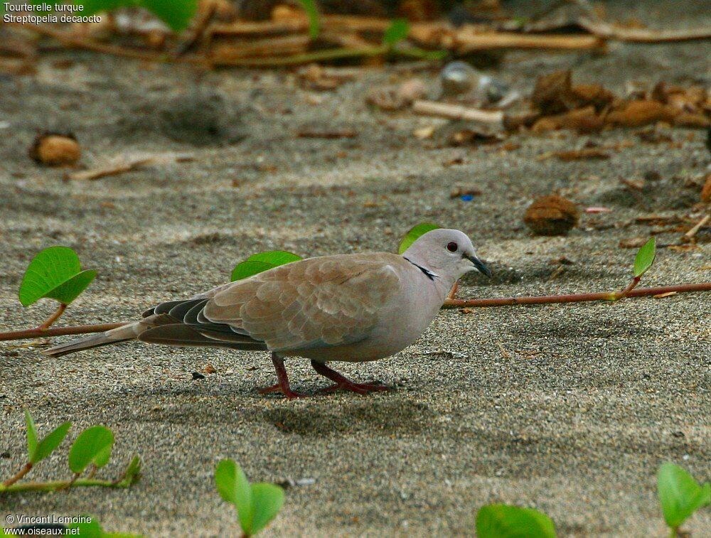 Eurasian Collared Dove