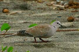 Eurasian Collared Dove