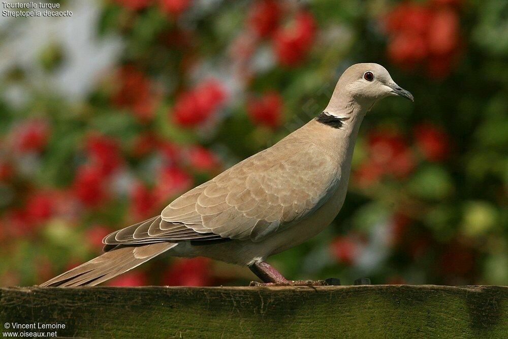 Eurasian Collared Doveadult