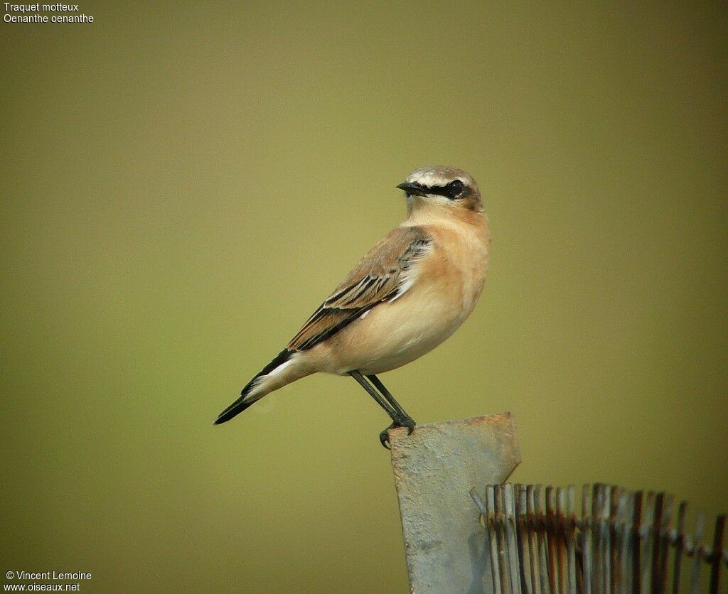 Northern Wheatear