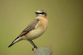 Northern Wheatear