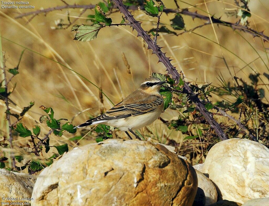 Northern Wheatear