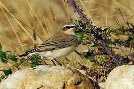 Northern Wheatear