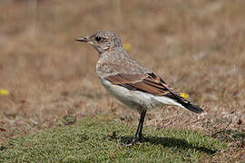 Northern Wheatear