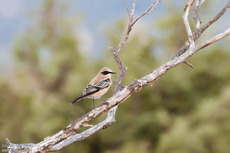 Black-eared Wheatear male adult, identification, pigmentation